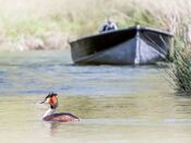 Fuut in de Biesbosch van VVV Biesboschlinie