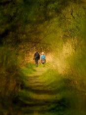 Wandelen in de Biesbosch van VVV Biesboschlinie