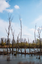Biesbosch van VVV Biesboschlinie