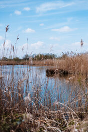 Biesbosch van VVV Biesboschlinie