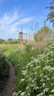 Molen de Twee Gebroeders van VVV Biesboschlinie