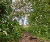 Natuur bij molen de Twee Gebroeders van VVV Biesboschlinie