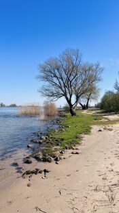 Wandelen op de Groesplaat van VVV Biesboschlinie