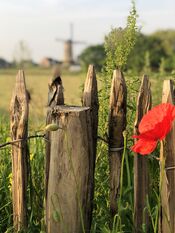 Molen De Hoop van VVV Biesboschlinie