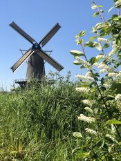 Molen De Hoop van VVV Biesboschlinie