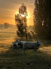 Uiterwaarden van VVV Biesboschlinie