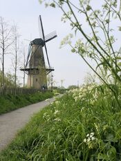 Molen Woudrichem van VVV Biesboschlinie