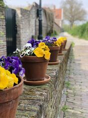 Bloemen van VVV Biesboschlinie