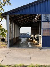 Koeien in Wijk en Aalburg van VVV Biesboschlinie