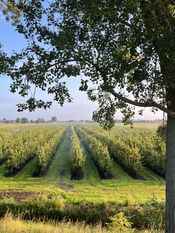Polder Wijk en Aalburg van VVV Biesboschlinie