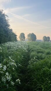 Wijkerzand van VVV Biesboschlinie