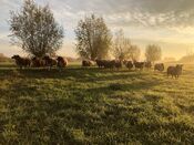 Schapen bij Wijkerzand van VVV Biesboschlinie