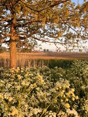 Wijkerzand van VVV Biesboschlinie