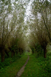 Wandelen in de Biesbosch van VVV Biesboschlinie
