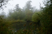Biesbosch van VVV Biesboschlinie