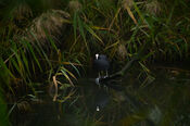 Dieren in de Biesbosch van VVV Biesboschlinie