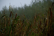 Biesbosch van VVV Biesboschlinie