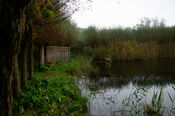 Eendenkooi in de Biesbosch van VVV Biesboschlinie