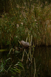 Eendenkooi in de Biesbosch van VVV Biesboschlinie