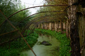 Eendenkooi in de Biesbosch van VVV Biesboschlinie