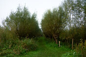 Wandelen in de Biesbosch van VVV Biesboschlinie