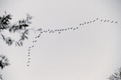 Vogels van VVV Biesboschlinie