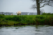 Schapen in de Biesbosch van VVV Biesboschlinie