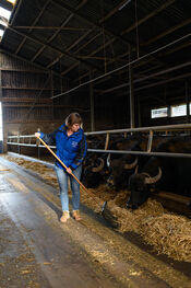 Buffelgaard Verschure van VVV Biesboschlinie