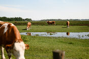 Koeien in de Biesbosch van VVV Biesboschlinie