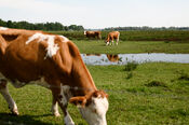 Koeien in de Biesbosch van VVV Biesboschlinie