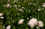 Bloemen in de Biesbosch van VVV Biesboschlinie