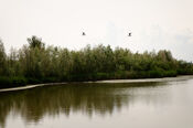 Biesbosch van VVV Biesboschlinie