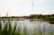 Biesbosch van VVV Biesboschlinie