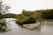 Biesbosch van VVV Biesboschlinie