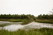 Biesbosch van VVV Biesboschlinie