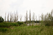 Biesbosch van VVV Biesboschlinie