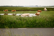 Koeien in de Biesbosch van VVV Biesboschlinie