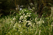 Bloemen in de Biesbosch van VVV Biesboschlinie