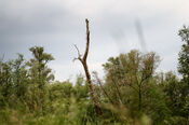 Biesbosch van VVV Biesboschlinie
