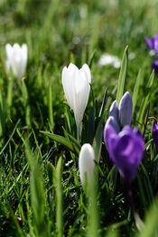 Bloemen van VVV Biesboschlinie