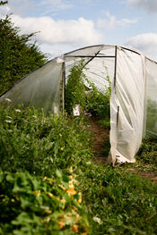 Oogsttuin 's Heeren Loo Kraaiveld van VVV Biesboschlinie