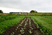 Oogsttuin 's Heeren Loo Kraaiveld van VVV Biesboschlinie