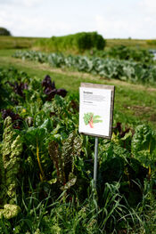 Oogsttuin 's Heeren Loo Kraaiveld van VVV Biesboschlinie