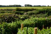 Pluktuin Waardhuizen van VVV Biesboschlinie
