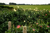 Pluktuin Waardhuizen van VVV Biesboschlinie