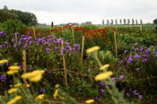 Pluktuin Waardhuizen van VVV Biesboschlinie