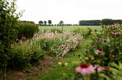 Pluktuin Waardhuizen van VVV Biesboschlinie