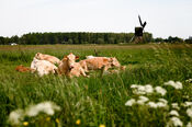 Koeien van VVV Biesboschlinie
