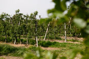 Natuur van VVV Biesboschlinie