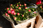 Bloemen van VVV Biesboschlinie